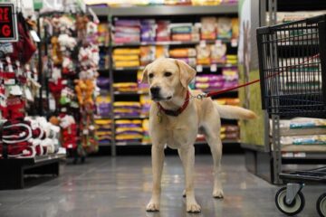 Pet-Supplies-Plus-Dog-Inside-Store